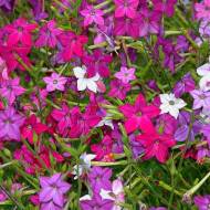 Табак крылатый Сенсация (смесь) за 0,3 г