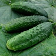 Огурец Патриот F1 за 10 сем.