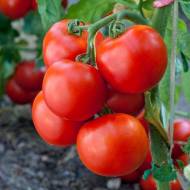 Томат Тропикал Джем F1