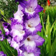 Гладіолус Норі (10/12)