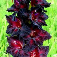 Гладіолус Чорне море (10/12)