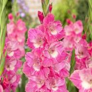 Гладіолус Рожевий папуга (10/12)