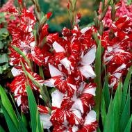 Гладіолус Зізання (10/12)