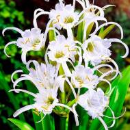 Гіменокаліс Zwanenburg (18/20)