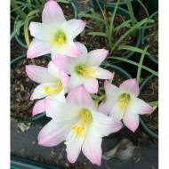 Габрантус Robustus (5/6)