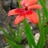 Аноматека Laxa (4+)