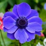 Анемона Mr. Fokker (4/5)