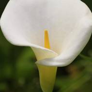 Кала White Art (14/16)