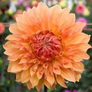 Жоржина Noordwijks Glorie (декоративна)