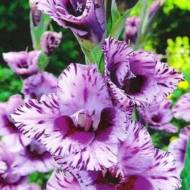 Гладиолус Пассос (12/14)