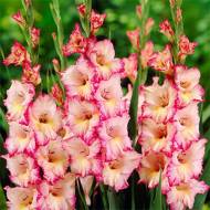 Гладиолус Присцила (10/12)