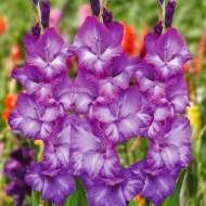 Гладиолус Химия (10/12)