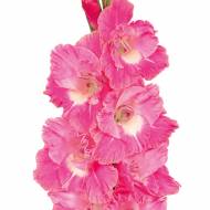 Гладиолус Розовый попугай (10/12)
