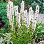 Лиатрис Floristan Weiss (8/10)