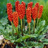 Арум Italicum Marmoratum (4/6)