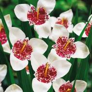 Тигридия Alba Grandiflora (5/7)