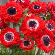 Анемона Governor (4/5)