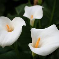 Калла White Art (14/16)