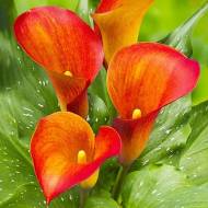 Калла Captain Trinity (14+)