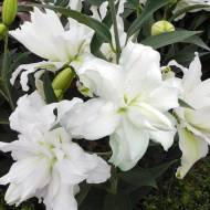 Лилия Восточная Lotus Beauty (14/16)