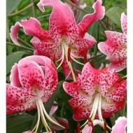 Лилия тигровая Spec.Var. Rubrum Uchida (14/16)