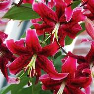 Лилейное дерево (ОТ гибрид) Miss Feya (14/16)