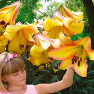 Лилия Лилейное дерево (От гибрид) Rising Moon (14/16)