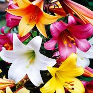 Комплект из 9 лилий разных сортов