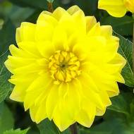 Георгина American Sun (декоративная)