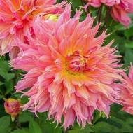 Георгина Omega (оленьи рога)