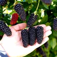 Саджанець Ожина Лонг Беррі