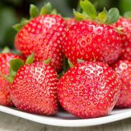 Саженец Клубника садовая Фурор