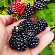 Саджанець Ожина Лох Несс