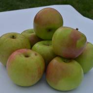 Саженец Яблоня Мир