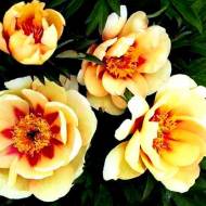 Півонія Itoh Prairie Charm (2-3 бруньки)