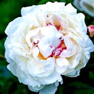 Півонія Couronne d'Or (2-3 бруньки)