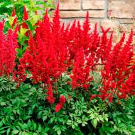 Астильба Etna (2-3 бруньки)