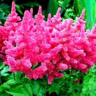 Астильба Bremen (2-3 бруньки)