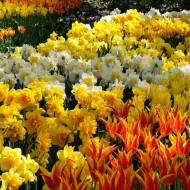 Мікс з 10 весняних квітів