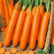 Морковь Форто за 1000 сем.