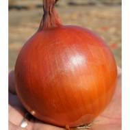 Лук (чернушка) Голд Стар за 2 г