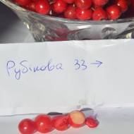 Саженец Калина Рубиновая