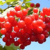 Саженец Калина Коралловая