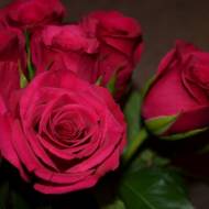 Роза чайно-гибридная Клубника