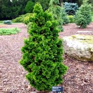 Саджанець Туя Zmatlik в контейнері