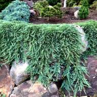 Саджанець Ялівець горизонтальний Pancake в контейнері