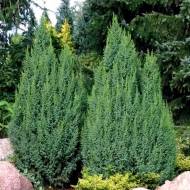 Саджанець Ялівець лускатий Loderi в контейнері