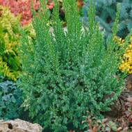 Саджанець Ялівець лускатий Loderi в контейнері