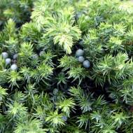 Саджанець Ялівець прибережний Blue Pacific в контейнері