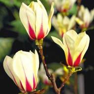 Саджанець Магнолія  Суланжа Sunrise в контейнері